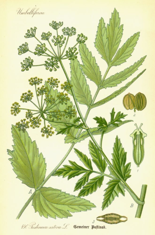 Apiaceae Pastinaca sativa