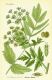 image of Pastinaca sativa