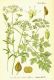 image of Petroselinum sativum
