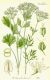 image of Pimpinella anisum