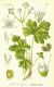 image of Sanicula europaea