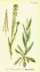 image of Turritis glabra