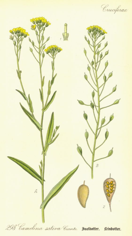 Brassicaceae Camelina sativa