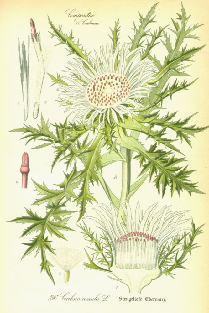 Asteraceae Carlina acaulis