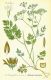 image of Chaerophyllum temulum