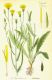 image of Crepis tectorum