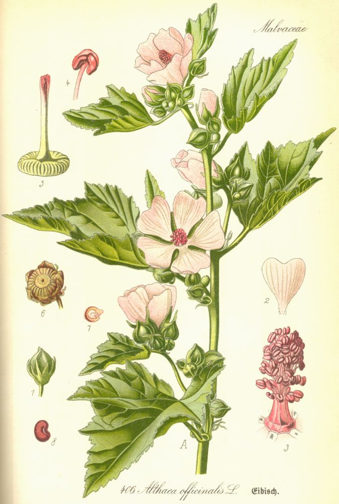 Malvaceae Althaea officinalis
