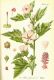 image of Althaea officinalis