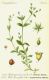 image of Moehringia diversifolia