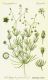 image of Spergula pentandra