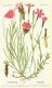 image of Dianthus carthusianorum