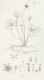 image of Coptis trifolia