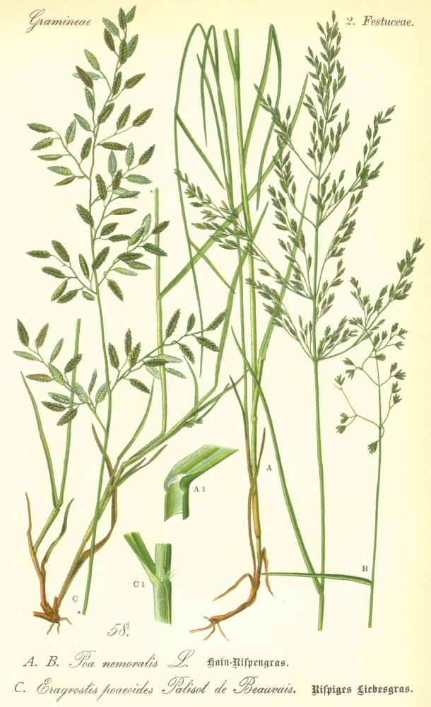 Poaceae Eragrostis poaeoides