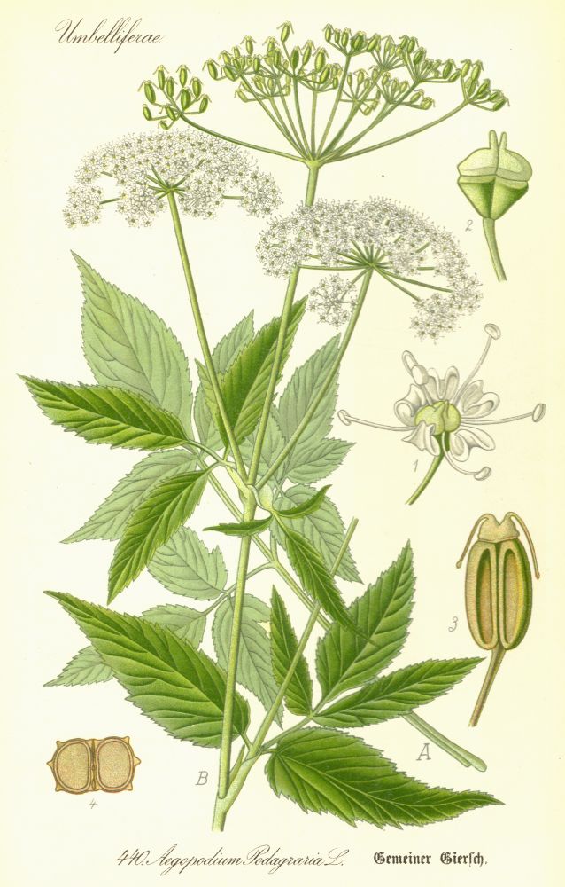 Apiaceae Aegopodium podagraria