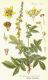 image of Agrimonia eupatoria