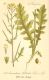 image of Erucastrum pollichii