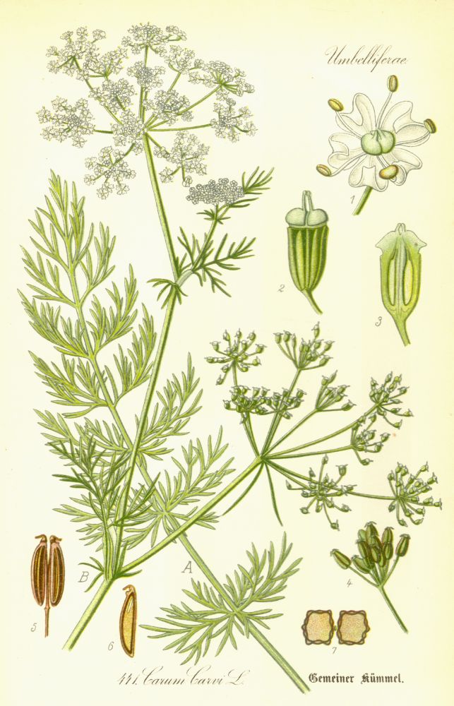 Apiaceae Carum carvi