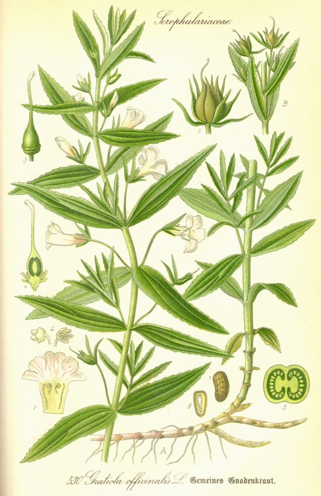Plantaginaceae Gratiola officinalis