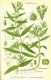 image of Gratiola officinalis