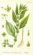 image of Parietaria erecta