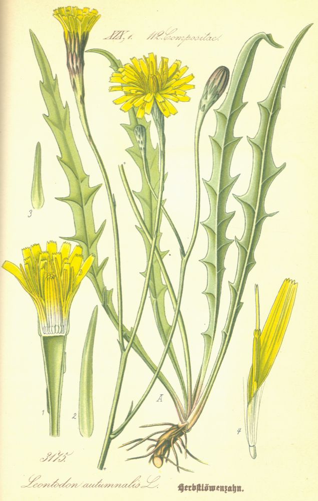 Asteraceae Leontodon autumnalis