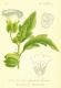 image of Nicandra physaloides