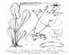 image of Alepidea anatymbica