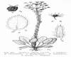 image of Alepidea ciliaris