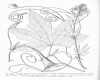 image of Coccinia engleri