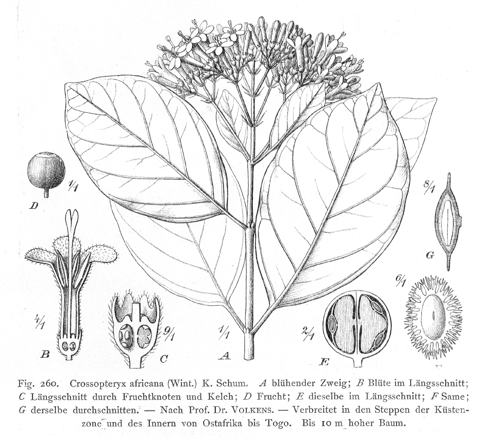 Rubiaceae Crossopteryx africana