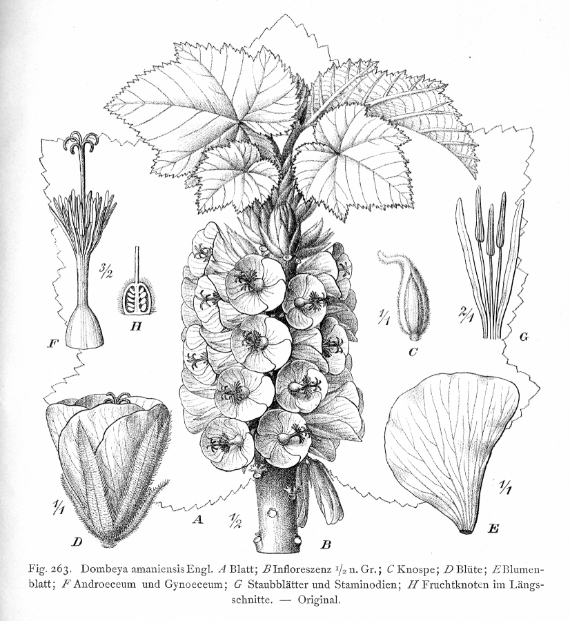 Dombeyaceae Dombeya amaniensis