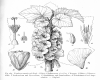 image of Dombeya amaniensis