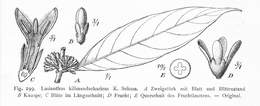 Rubiaceae Lasianthus kilimandscharicus