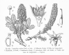 image of Leucosidea sericea