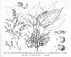 image of Macaranga kilimandscharica