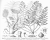 image of Polyscias polybotrya
