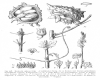 image of Kedrostis spinosa