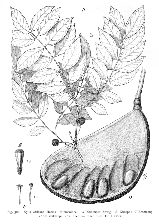 Fabaceae Xylia africana