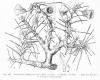 image of Sarcocaulon patersonii