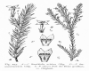 image of Struthiola ericina