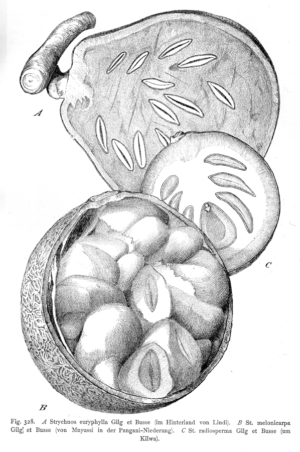 Loganiaceae Strychnos 
