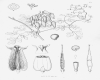 image of Adlumia cirrhosa