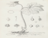 image of Hydrastis canadensis