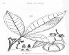 image of Melicope pubescens