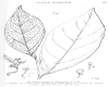 image of Schistocarpaea johnsonii