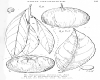image of Siphonodon pendulum