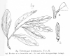 image of Ventilago ecorollata