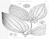 image of Otanthera bracteata