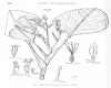 image of Aegialitis annulata