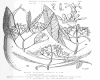 image of Alstonia constricta